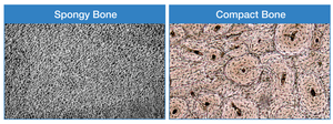 Microarchitecture of spongy and compact bone