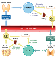 Calcium homeostasis and hormonal regulation
