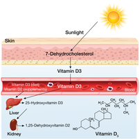 Vitamin D synthesis and activation