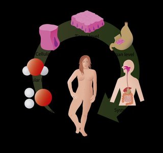 Levels of organization in the human body