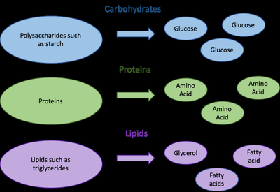 Digestion breakdown of macronutrients