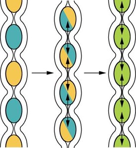 Segmentation in the small intestine
