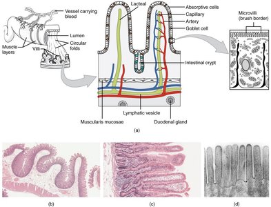 Structure of the small intestine and villi