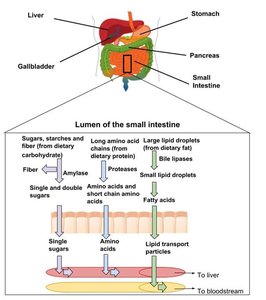 Absorption of nutrients in the small intestine