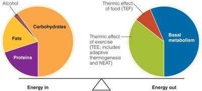 Pie charts showing energy in and energy out components