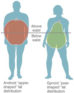 Android and gynoid fat distribution patterns