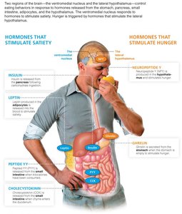 Hormonal regulation of hunger and satiety