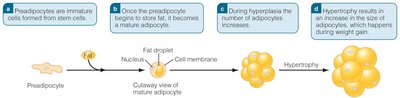 Fat cell development and hypertrophy