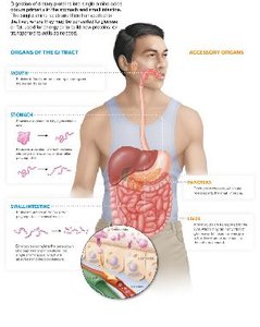 Protein digestion in the gastrointestinal tract