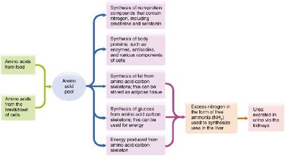 Amino acid pool and its uses in the body