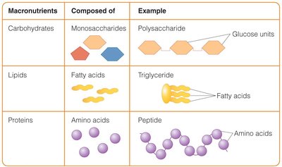 Table showing macronutrients, their building blocks, and examples
