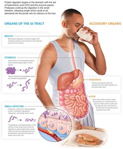 Diagram of protein digestion and absorption in the GI tract