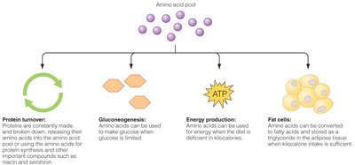 Diagram of amino acid pool and metabolic fates
