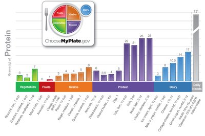 Bar graph of protein content in various foods