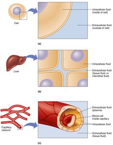 Diagram of body fluid compartments