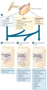 Wheat kernel structure and flour types