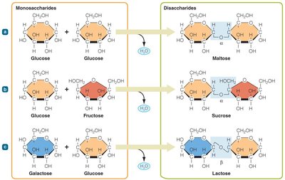 Condensation reactions forming disaccharides