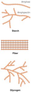Structures of starch, fiber, and glycogen