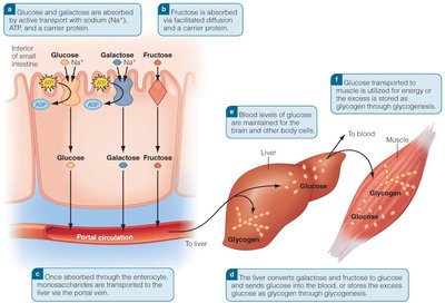 Absorption and storage of monosaccharides