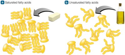 Saturated and unsaturated fatty acids help shape foods