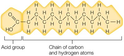 Structure of a fatty acid showing acid group and carbon-hydrogen chain