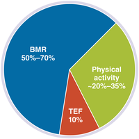 Components of energy needs