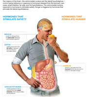 Hormones that control hunger and satiety