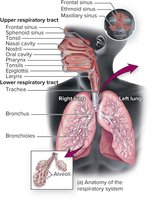 Anatomy of the respiratory system, showing upper and lower respiratory tract divisions