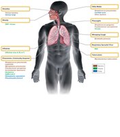Diagram summarizing infectious diseases affecting the respiratory system