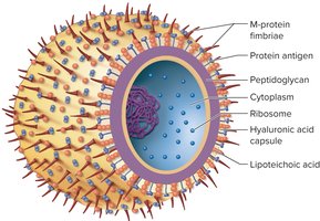 Diagram of Group A Streptococcus cell structure and virulence factors