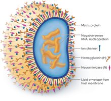 Structure of influenza virus showing H and N spikes, ion channel, and RNA genome