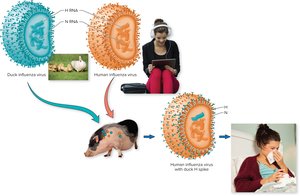 Diagram of antigenic shift event between duck, pig, and human influenza viruses