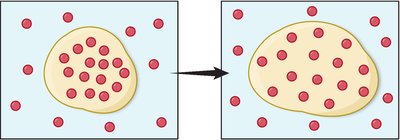Osmosis: movement of water across cell membrane