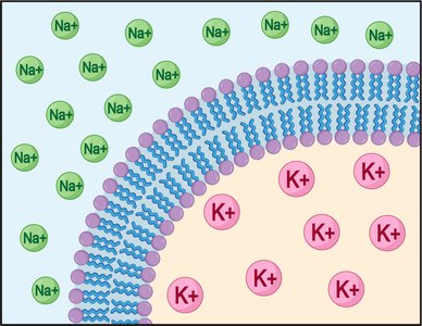 Sodium and potassium distribution across cell membrane