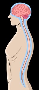 Cerebral spinal fluid protecting brain and spinal cord