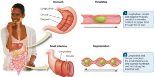 Peristalsis and segmentation in the GI tract