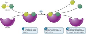 Enzyme-substrate interaction and hydrolysis