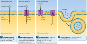 Methods of nutrient absorption