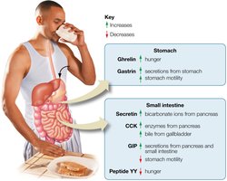 Hormones regulating digestion
