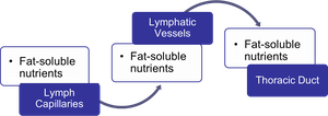 Fat-soluble nutrient transport