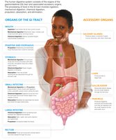 Diagram of the digestive system and accessory organs
