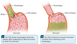 Lower esophageal sphincter function