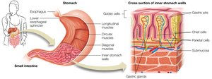 Stomach anatomy and cross-section