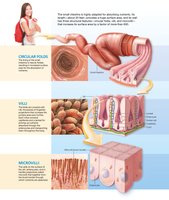 Small intestine wall features: folds, villi, microvilli