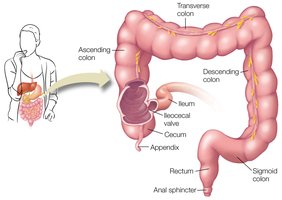Large intestine anatomy