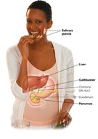 Accessory organs: liver, gallbladder, pancreas