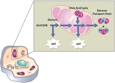 Cellular respiration and glucose metabolism