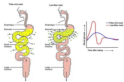 Fiber's role in carbohydrate digestion and absorption
