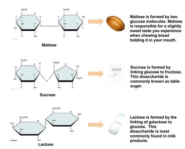 Structures and formation of maltose, sucrose, and lactose