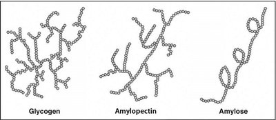 Structures of glycogen, amylopectin, and amylose